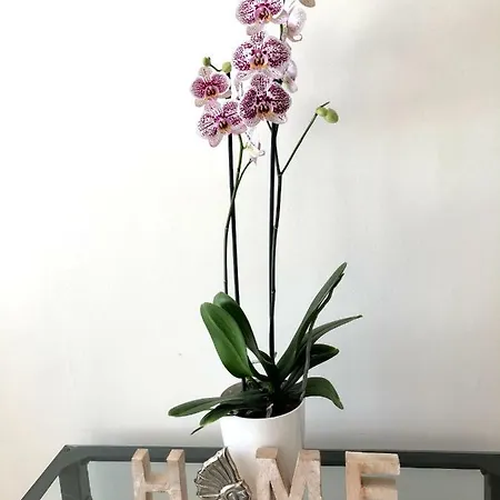 Con Terraza En La Magalona